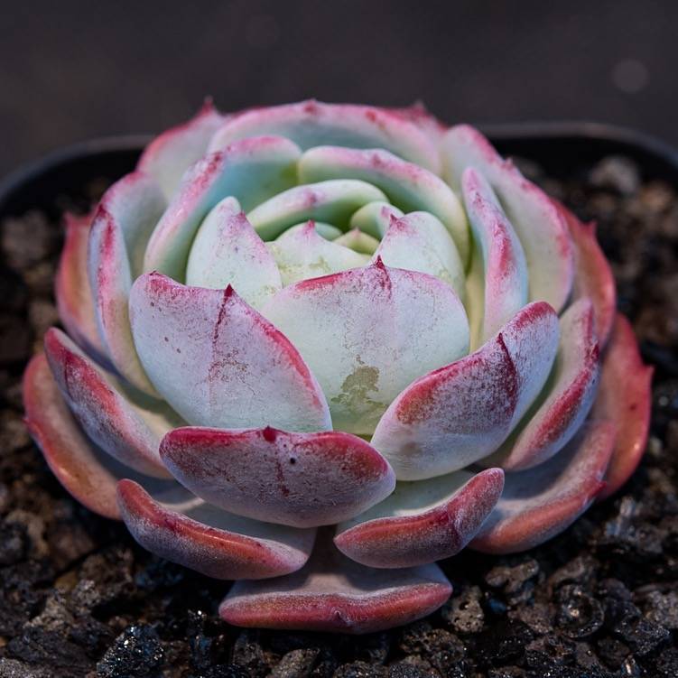 雪绒花 Echeveria 'Edelweiss'