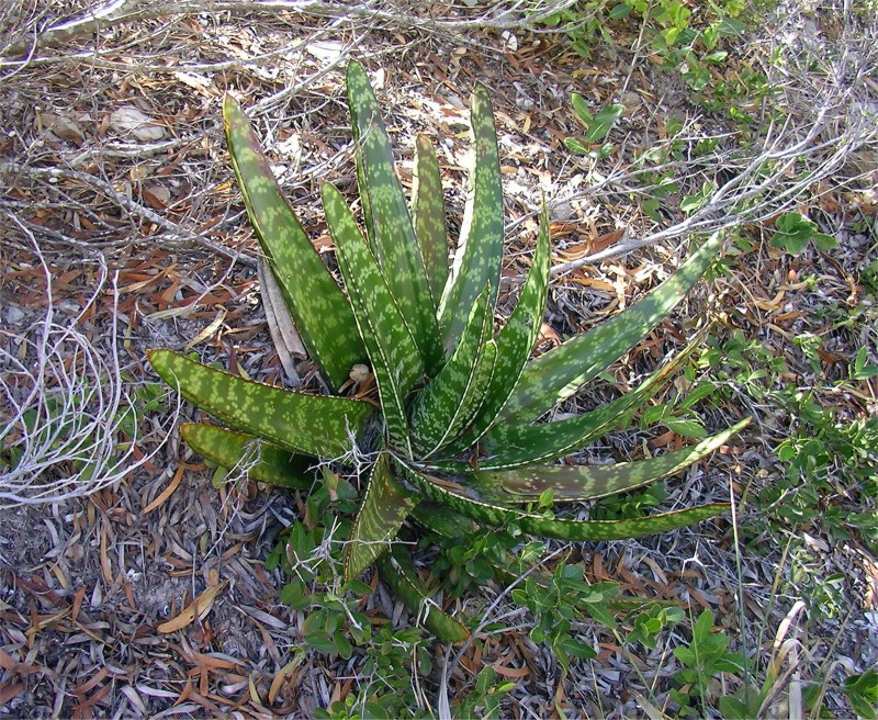 孔雀扇 Gasteria acinacifolia1