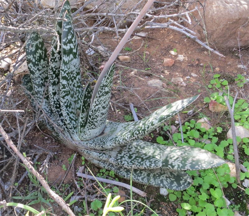 假芦荟变种 Gasteria brachyphylla 'Appaloosa' 