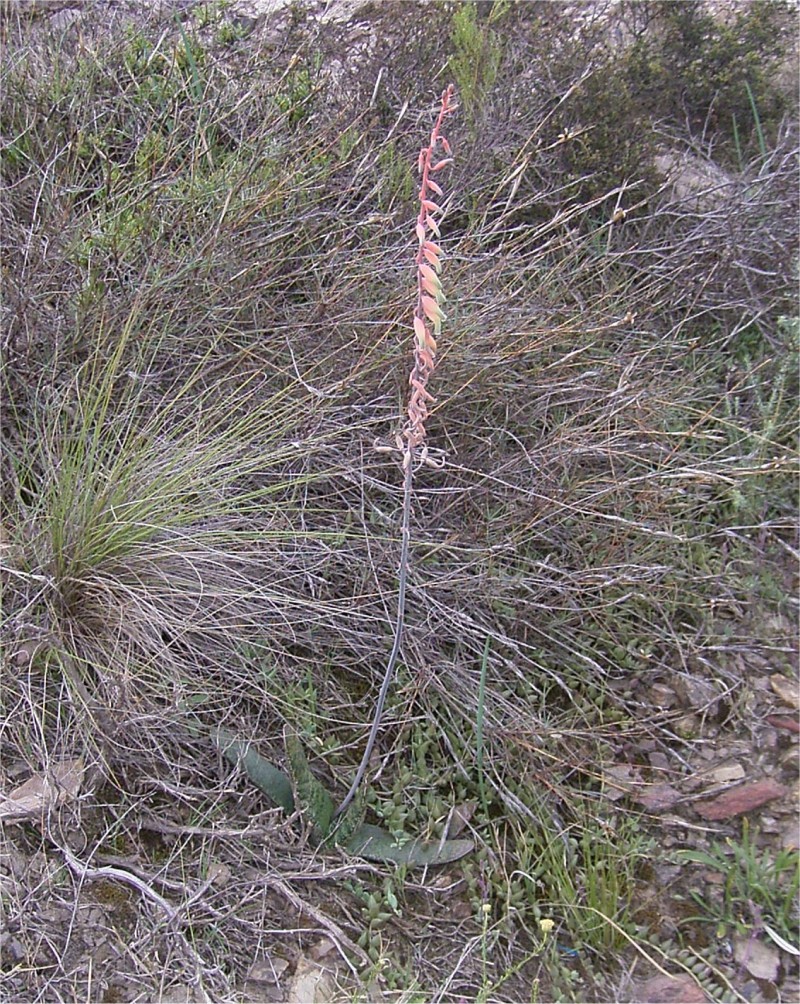 假芦荟 Gasteria brachyphylla var. brachyphylla