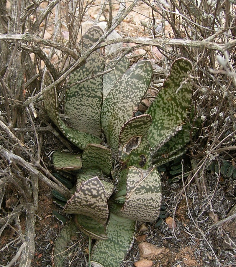 假芦荟 Gasteria brachyphylla var. brachyphylla