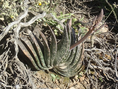 假芦荟 Gasteria brachyphylla