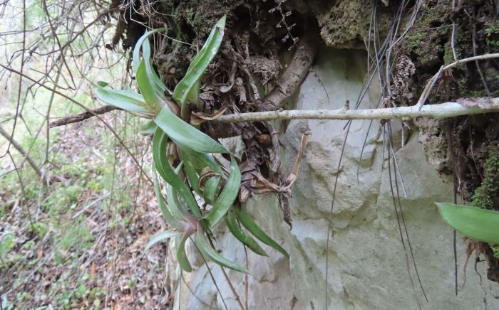 Gasteria camillae