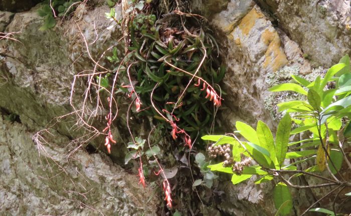 Gasteria camillae