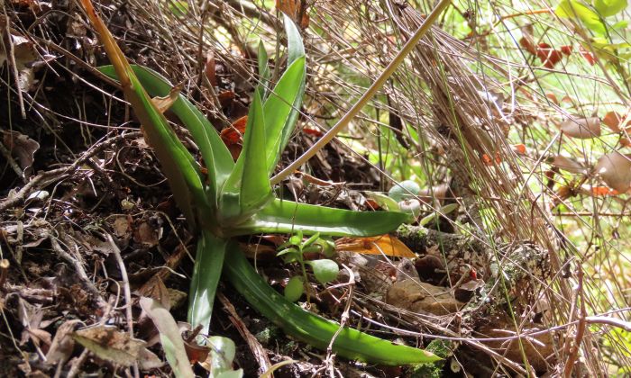 Gasteria camillae