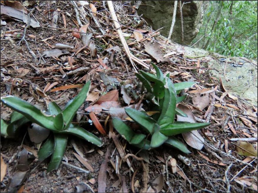 Gasteria camillae