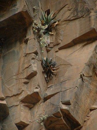 Gasteria croucheri