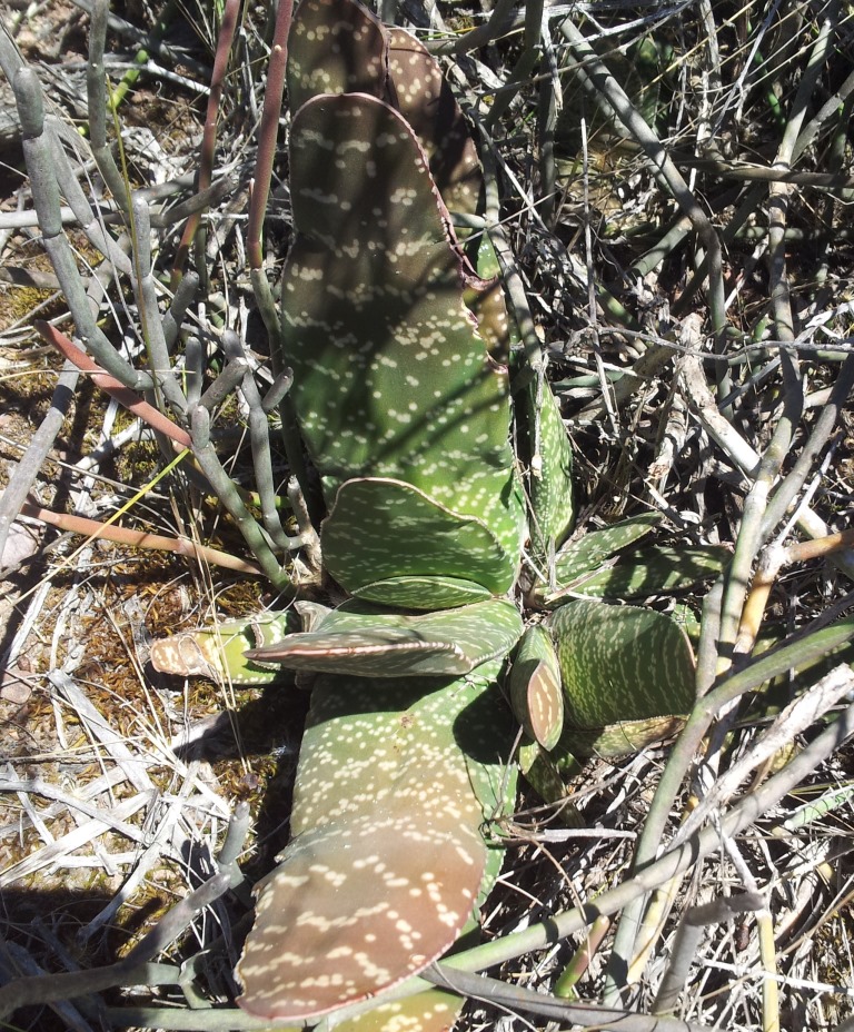 青龙刀 Gasteria disticha