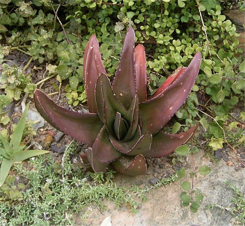 暗闇牛变种 Gasteria excelsa 'Gaika'