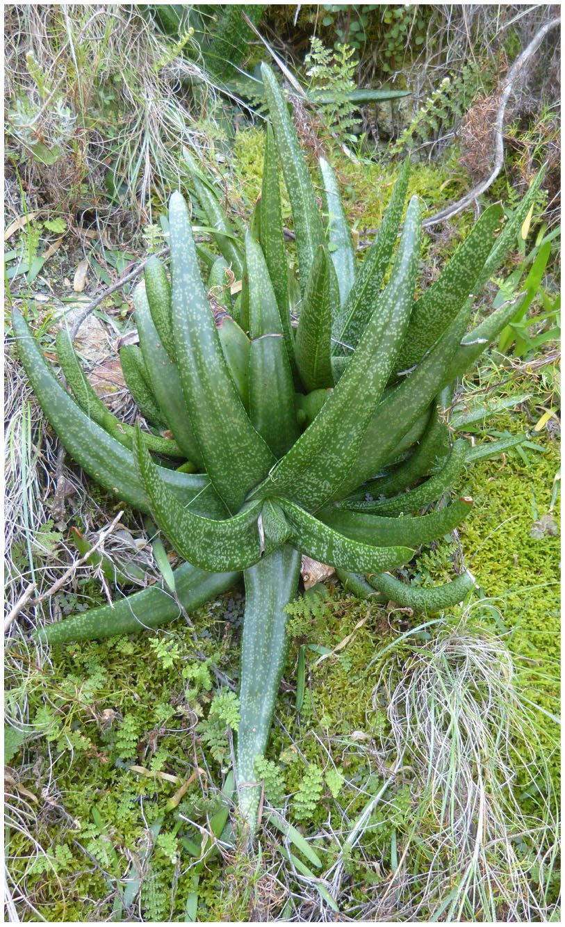 Gasteria koenii