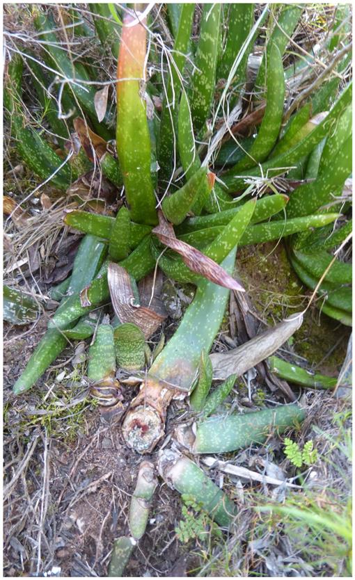 Gasteria koenii