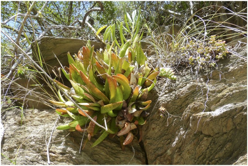 Gasteria koenii