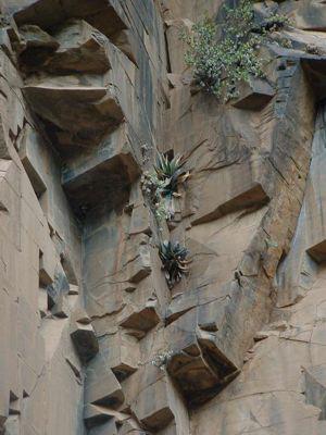 Gasteria loedolffiae