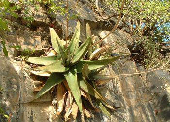 Gasteria loedolffiae