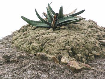 Gasteria loedolffiae