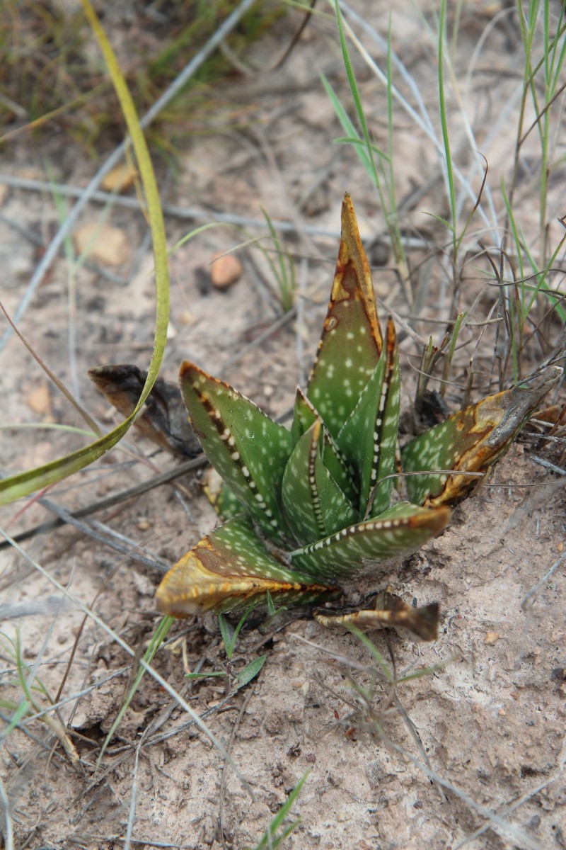 亮鲨鱼掌 Gasteria nitida