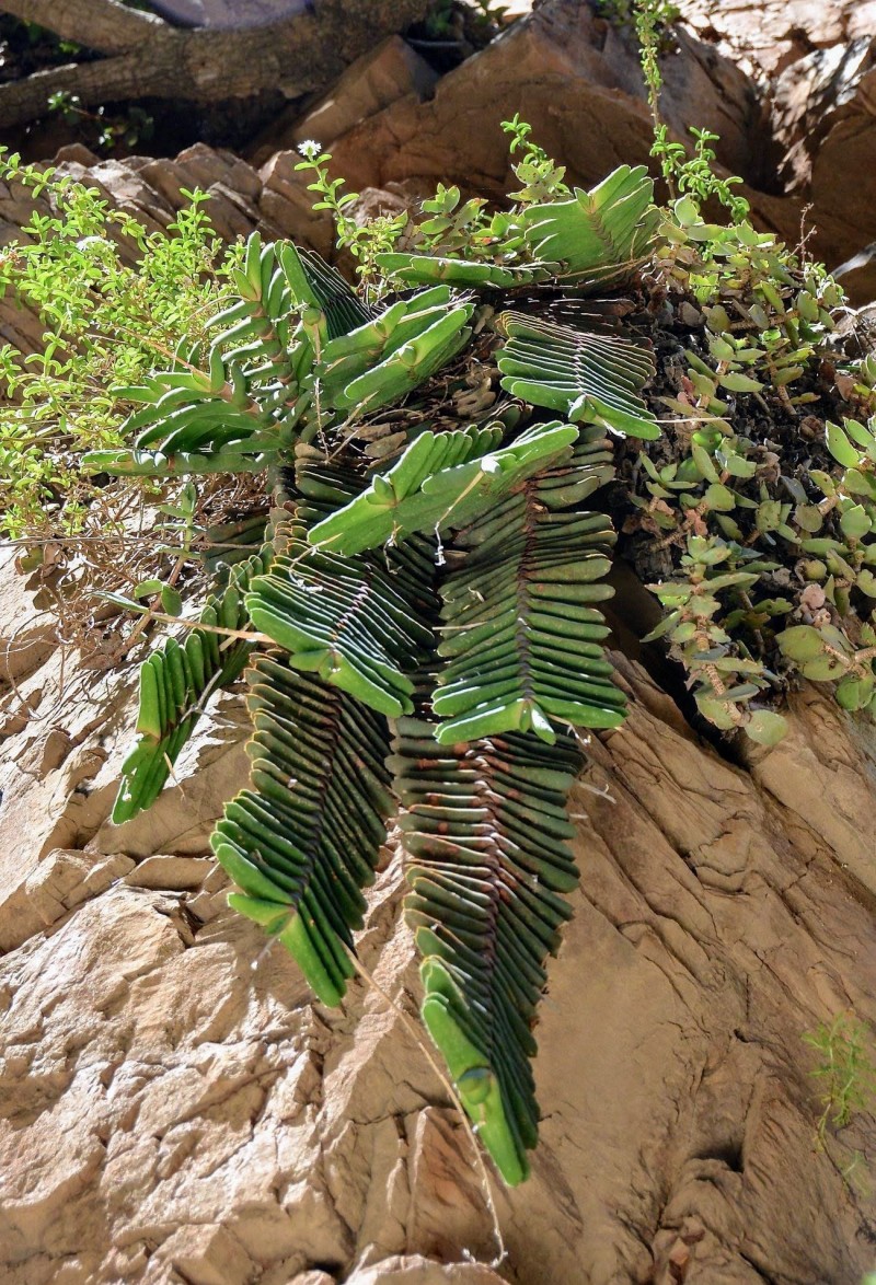 垂吊型卧牛 Gasteria rawlinsonii