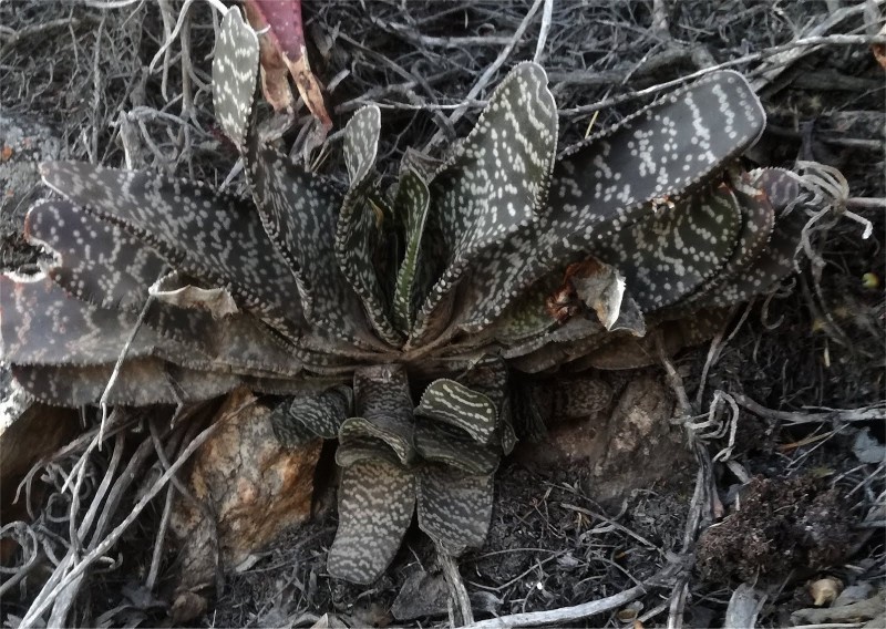 Gasteria retusa