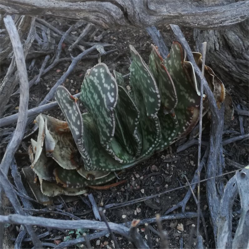 Gasteria retusa