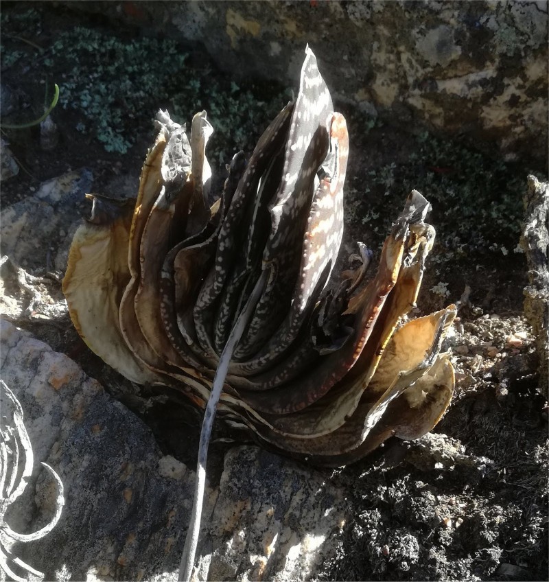 Gasteria retusa