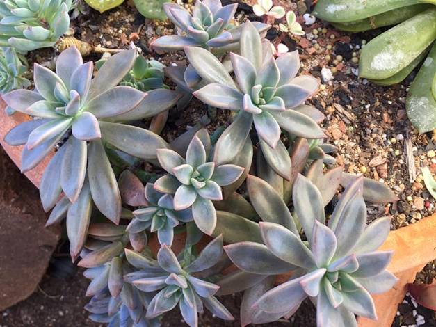 Graptopetalum Rose Queen