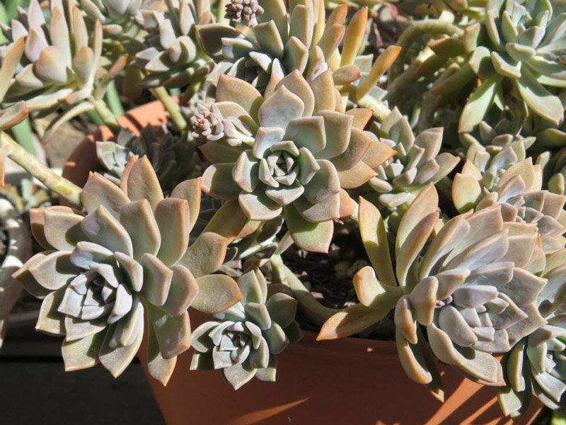 Graptopetalum Rose Queen