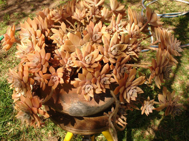 Graptopetalum Rose Queen