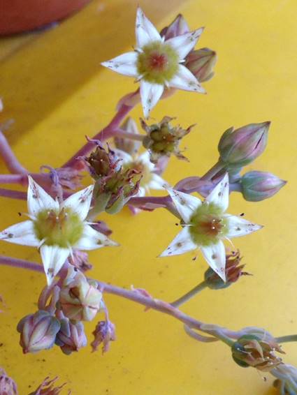 Graptopetalum Rose Queen