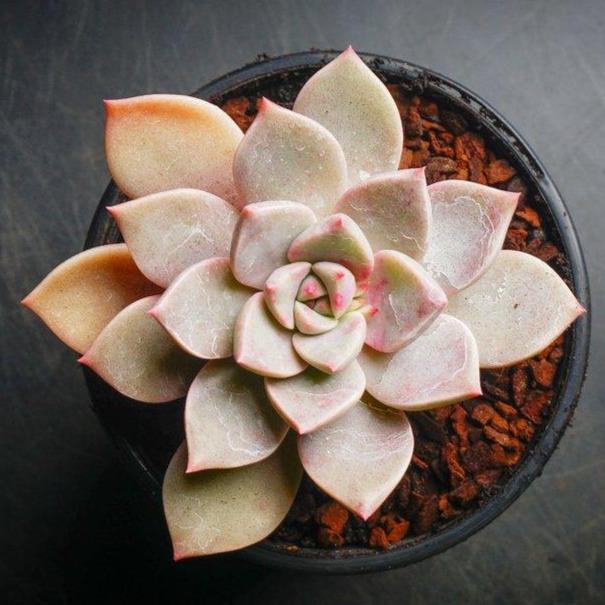 Graptoveria 'Rose Queen'