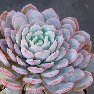 Echeveria 'Lapine'