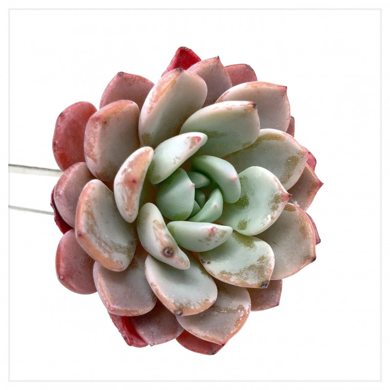 Echeveria 'Lapine'