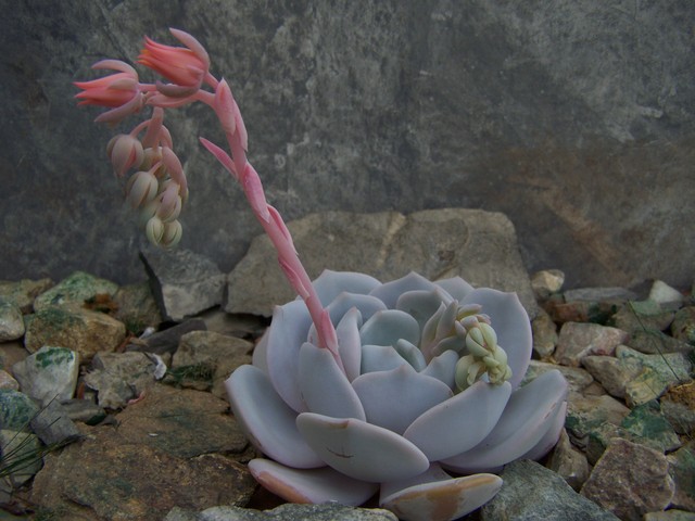 梨亚莱 Echeveria 'Lialine'