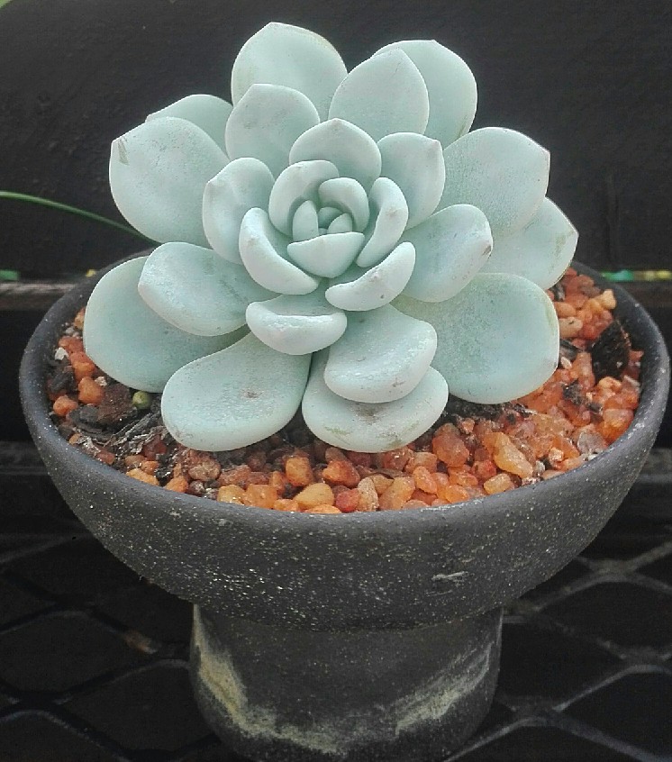 xSedeveria 'Maxwell'