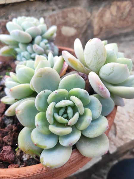 xSedeveria 'Maxwell'