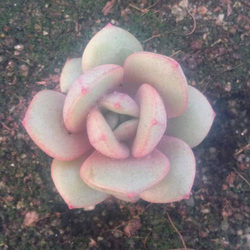 雪莲 x 摩氏石莲 Echeveria 'Moneta'