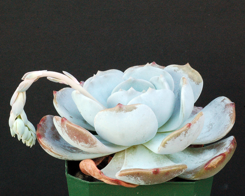 月球尘埃  Echeveria 'Moon Dust'