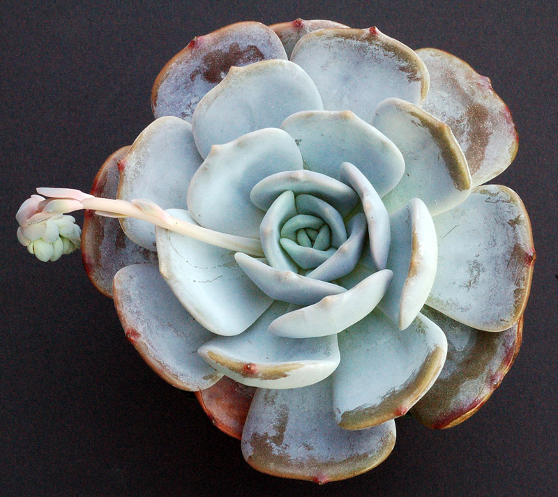 月球尘埃  Echeveria 'Moon Dust'