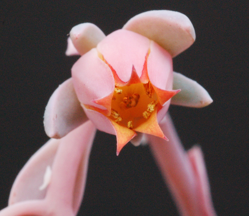 月球尘埃  Echeveria 'Moon Dust'