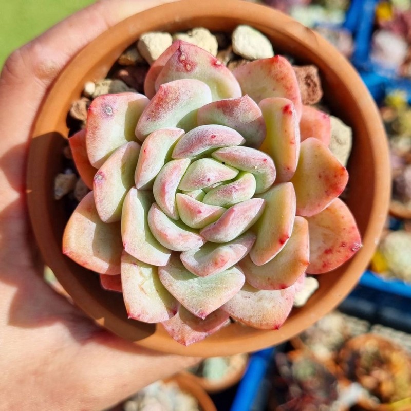 雪花 Echeveria 'Peach Candy'