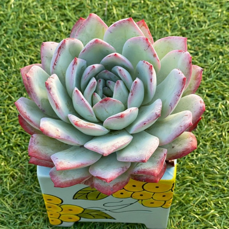 雪花 Echeveria 'Peach Candy'