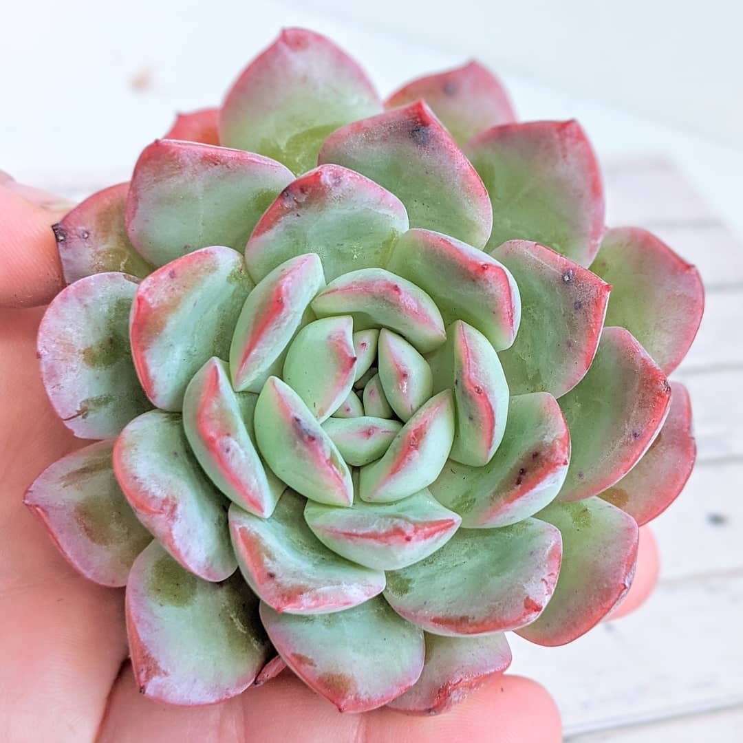 雪花 Echeveria 'Peach Candy'