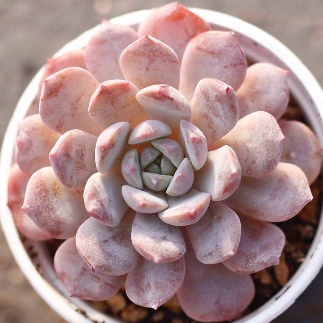 雪风车 Echeveria 'Raffine' 