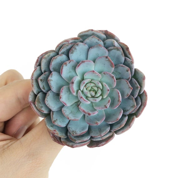 雪风车 Echeveria 'Raffine' 