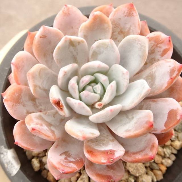 雪风车 Echeveria 'Raffine' 