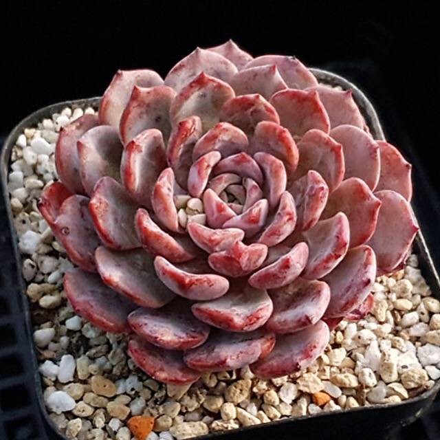 雪风车 Echeveria 'Raffine' 