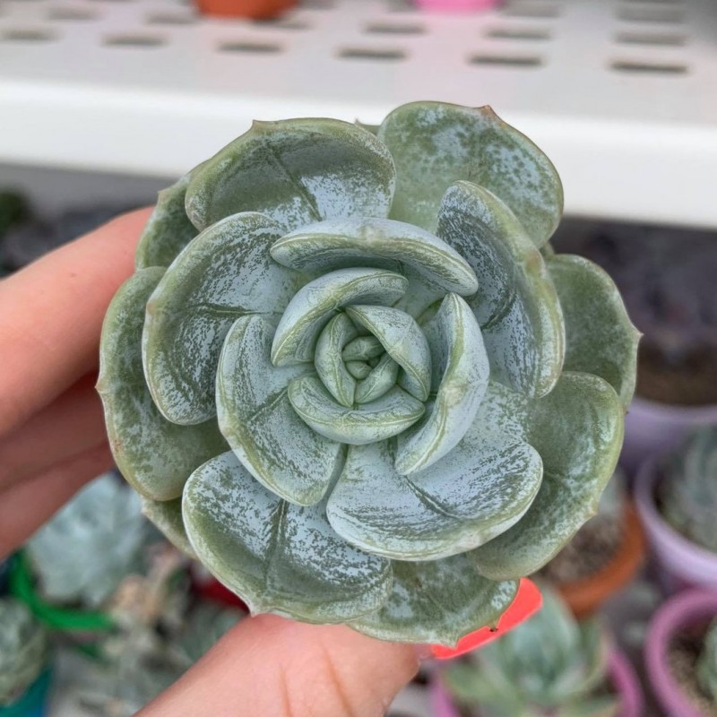 雪罗拉 Echeveria 'Snow Shower' 