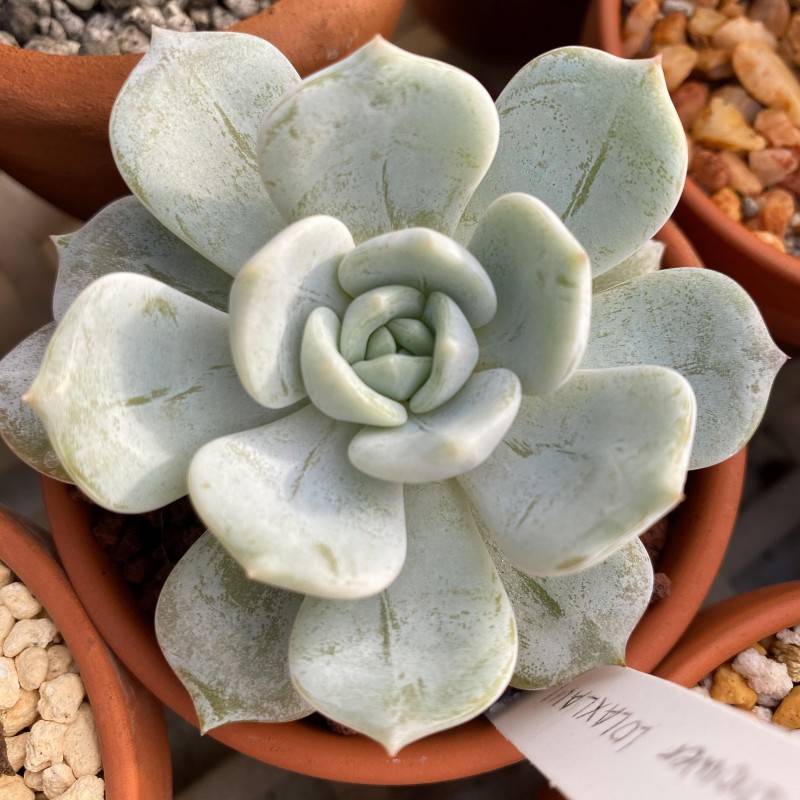 雪罗拉 Echeveria 'Snow Shower' 