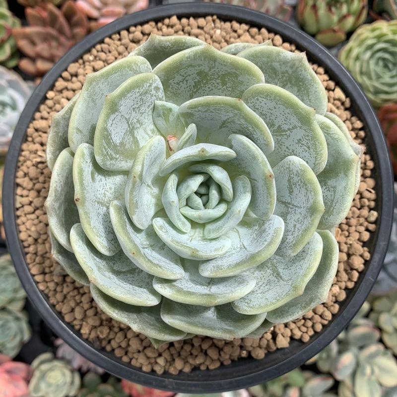 雪罗拉 Echeveria 'Snow Shower' 