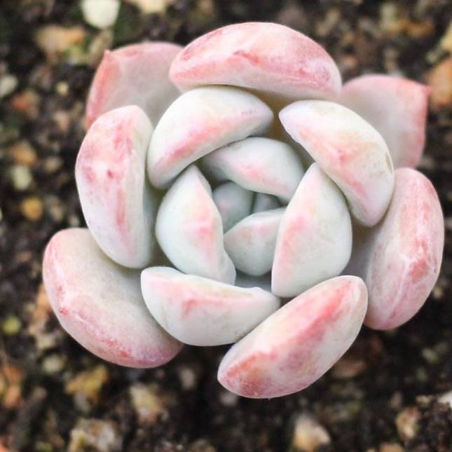 echeveria Soul Mint