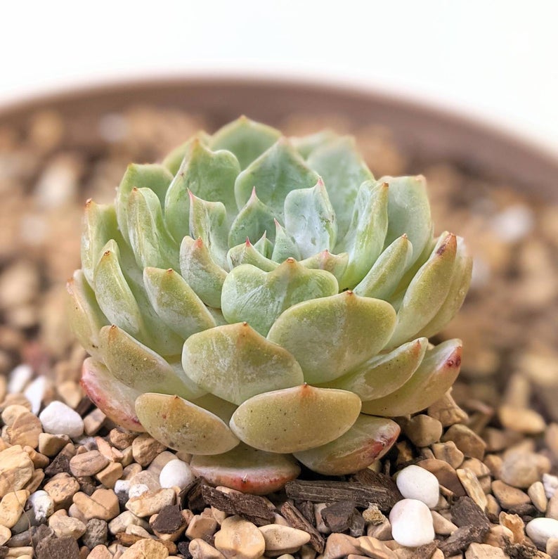 雪莲 x 露娜莲 Echeveria 'Suae'